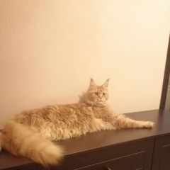 Подробнее об объявлении «Пропал кот Орск» Фото: пропала кошка Мейн-кун «Пропал кот Орск» в г. Орск