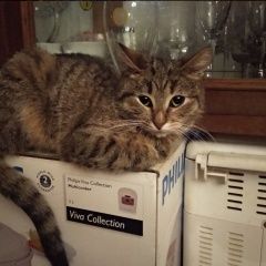 Подробнее об объявлении «Пропала кошка маленького размера Жуковский» Фото: пропала кошка  «Пропала кошка маленького размера Жуковский» в г. Жуковский