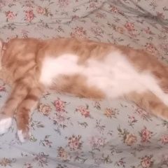 Подробнее об объявлении «Пропала кошка Электросталь» Фото: пропала кошка  «Пропала кошка Электросталь» в г. Электросталь