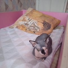 Подробнее об объявлении «Пропала кошка сфинкс снт дружба 3 Икша» Фото: пропала кошка Сфинкс «Пропала кошка сфинкс снт дружба 3 Икша» в г. Икша