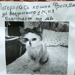 Подробнее об объявлении «Москва Пропала кошка» Фото: пропала кошка  «Москва Пропала кошка» в г. Москва