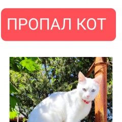 Подробнее об объявлении «Севастополь Пропал кот белый кот» Фото: пропала кошка  «Севастополь Пропал кот белый кот» в г. Севастополь