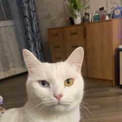 Подробнее об объявлении «Пропала кошка кот 4 года Анапа» Фото: пропала кошка  «Пропала кошка кот 4 года Анапа» в г. Анапа