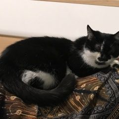 Подробнее об объявлении «Пропала кошка на даче между победой и кулманы Томск» Фото: пропала кошка  «Пропала кошка на даче между победой и кулманы...» в г. Томск