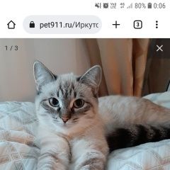 Подробнее об объявлении «Иркутск Пропала кошка» Фото: пропала кошка  «Иркутск Пропала кошка» в г. Иркутск