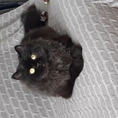 Подробнее об объявлении «Пропал кот Ульяновск» Фото: пропала кошка  «Пропал кот Ульяновск» в г. Ульяновск