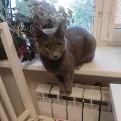 Подробнее об объявлении «Москва Пропала кошка» Фото: пропала кошка Русская голубая кошка «Москва Пропала кошка» в г. Москва