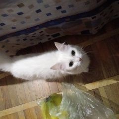 Подробнее об объявлении «Пропала кошка Туапсе» Фото: пропала кошка  «Пропала кошка Туапсе» в г. Туапсе