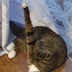 Подробнее об объявлении «Пропала кошка кенесары-хана Алматы (Алма-Ата)» Фото: пропала кошка  «Пропала кошка кенесары-хана Алматы (Алма-Ата)» в г. Алматы (Алма-Ата)