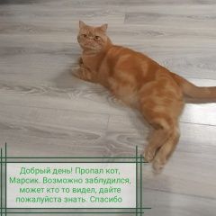 Подробнее об объявлении «Пропал кот Богородск» Фото: пропала кошка Экзотическая короткошерстная «Пропал кот Богородск» в г. Богородск
