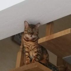 Подробнее об объявлении «Пропал кот бенгал Копейск» Фото: пропала кошка  «Пропал кот бенгал Копейск» в г. Копейск