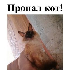 Подробнее об объявлении «Екатеринбург Пропала кошка в районе жби( )» Фото: пропала кошка  «Екатеринбург Пропала кошка в районе жби( )» в г. Екатеринбург