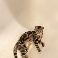 Подробнее об объявлении «Москва Пропала кошка» Фото: пропала кошка Бенгальская кошка «Москва Пропала кошка» в г. Москва