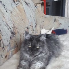Подробнее об объявлении «Тула Пропал кот мейн кун, 6 лет, окрас серый» Фото: пропала кошка  «Тула Пропал кот мейн кун, 6 лет, окрас серый» в г. Тула