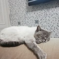 Подробнее об объявлении «Пропал кот Анапа» Фото: пропала кошка Британская длинношерстная кошка «Пропал кот Анапа» в г. Анапа