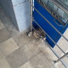 Подробнее об объявлении «Пропала кошка цвет шпроты сломан хвост Павловский Посад» Фото: пропала кошка  «Пропала кошка цвет шпроты сломан хвост...» в г. Павловский Посад