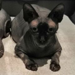 Подробнее об объявлении «Пропала кошка Внуково» Фото: пропала кошка Канадский сфинкс «Пропала кошка Внуково» в г. Внуково