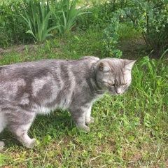 Подробнее об объявлении «Пропал кот, кличка боня. Брест Брестская обл.» Фото: пропала кошка  «Пропал кот, кличка боня. Брест Брестская обл.» в г. Брест Брестская обл.