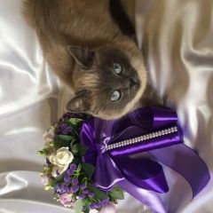 Подробнее об объявлении «Воронеж Пропала кошка домашний любимец» Фото: пропала кошка Сиамская кошка «Воронеж Пропала кошка домашний любимец» в г. Воронеж