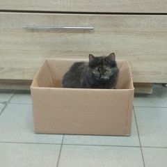 Подробнее об объявлении «Нижний Новгород Пропала кошка» Фото: пропала кошка  «Нижний Новгород Пропала кошка» в г. Нижний Новгород