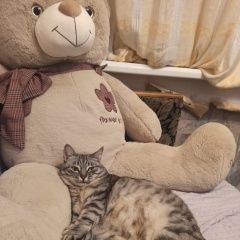 Подробнее об объявлении «Волгоград Пропала кошка» Фото: пропала кошка  «Волгоград Пропала кошка» в г. Волгоград