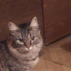 Подробнее об объявлении «Пропала кошка Сходня» Фото: пропала кошка  «Пропала кошка Сходня» в г. Сходня