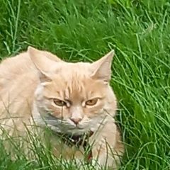 Подробнее об объявлении «Пропала кошка в районе поселка мозжинка Звенигород» Фото: пропала кошка  «Пропала кошка в районе поселка мозжинка Звенигород» в г. Звенигород