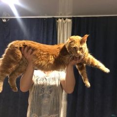 Подробнее об объявлении «Пропал кот прошу пожалуйста помогите найти Челябинск» Фото: пропала кошка Мейн-кун «Пропал кот прошу пожалуйста помогите найти...» в г. Челябинск