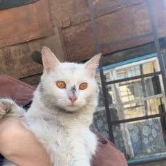 Подробнее об объявлении «Пропал кот в районе 2-ой залинии Аткарск» Фото: пропала кошка  «Пропал кот в районе 2-ой залинии Аткарск» в г. Аткарск