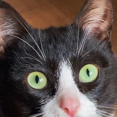 Подробнее об объявлении «Пропал кот Оренбург» Фото: пропала кошка  «Пропал кот Оренбург» в г. Оренбург