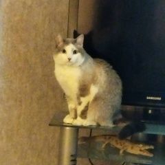 Подробнее об объявлении «Красноярск Пропал кот ик» Фото: пропала кошка  «Красноярск Пропал кот ик» в г. Красноярск
