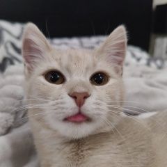 Подробнее об объявлении «Пропала кошка Анапа» Фото: пропала кошка  «Пропала кошка Анапа» в г. Анапа