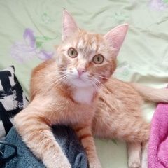 Подробнее об объявлении «Пропал кот Казань» Фото: пропала кошка  «Пропал кот Казань» в г. Казань