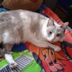 Подробнее об объявлении «Пропала кошка Киров (Кировская обл.)» Фото: пропала кошка  «Пропала кошка Киров (Кировская обл.)» в г. Киров (Кировская обл.)