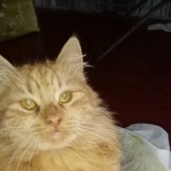 Подробнее об объявлении «Пропал кота зовут лёсик Барабинск» Фото: пропала кошка  «Пропал кота зовут лёсик Барабинск» в г. Барабинск