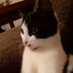 Подробнее об объявлении «Пропал кот Новосибирск» Фото: пропала кошка  «Пропал кот Новосибирск» в г. Новосибирск