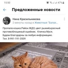 Подробнее об объявлении «Пропала кошка Балахна» Фото: пропала кошка  «Пропала кошка Балахна» в г. Балахна