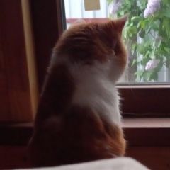 Подробнее об объявлении «Пропал кот снт горизонт, редино Солнечногорск» Фото: пропала кошка  «Пропал кот снт горизонт, редино Солнечногорск» в г. Солнечногорск