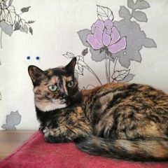 Картинка пропала кошка В городе Тула потеряна кошка. Тула