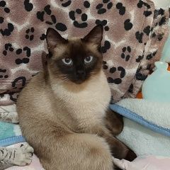 Подробнее об объявлении «Пропал кот 4-заречный, Кривой Рог» Фото: пропала кошка Сиамская кошка «Пропал кот 4-заречный, Кривой Рог» в г. Кривой Рог