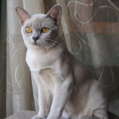 Подробнее об объявлении «Пропала кошка помогите найти Малаховка» Фото: пропала кошка  «Пропала кошка помогите найти Малаховка» в г. Малаховка