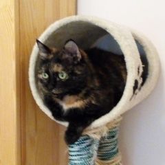 Подробнее об объявлении «Пропала кошка буся Одинцово» Фото: пропала кошка  «Пропала кошка буся Одинцово» в г. Одинцово