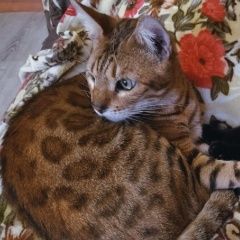 Подробнее об объявлении «Пропал кот Калуга» Фото: пропала кошка Бенгальская кошка «Пропал кот Калуга» в г. Калуга