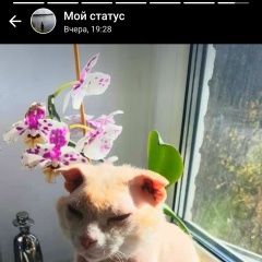 Подробнее об объявлении «Пропал кот помогите найти Домодедово» Фото: пропала кошка  «Пропал кот помогите найти Домодедово» в г. Домодедово