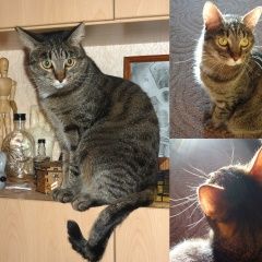 Подробнее об объявлении «Мытищи Пропал кот» Фото: пропала кошка  «Мытищи Пропал кот» в г. Мытищи