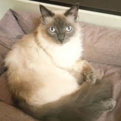 Подробнее об объявлении «Пропал кот пушистый Анапа» Фото: пропала кошка  «Пропал кот пушистый Анапа» в г. Анапа