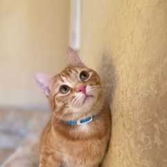 Подробнее об объявлении «Одинцово Пропал кот рыжий котик в коричневом ошейнике» Фото: пропала кошка  «Одинцово Пропал кот рыжий котик в коричневом...» в г. Одинцово