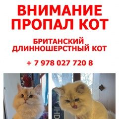 Подробнее об объявлении «Пропал кот британский длинношёрстный кот Симферополь» Фото: пропала кошка Британская длинношерстная кошка «Пропал кот британский длинношёрстный кот...» в г. Симферополь