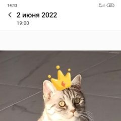 Подробнее об объявлении «Пропал кот в районе ммс Тюмень» Фото: пропала кошка  «Пропал кот в районе ммс Тюмень» в г. Тюмень