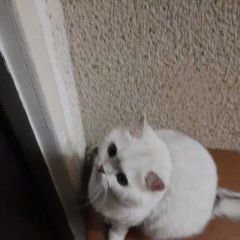 Подробнее об объявлении «Москва Пропала кошка белая кошка люся.» Фото: пропала кошка Британская короткошерстная кошка «Москва Пропала кошка белая кошка люся.» в г. Москва